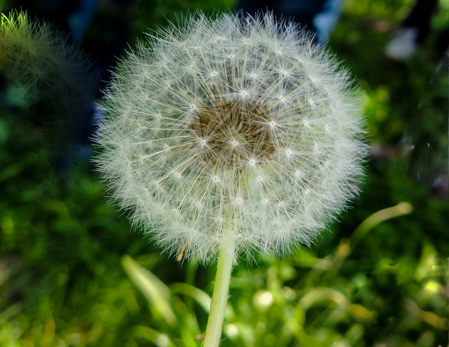 Dandelion in kashmir